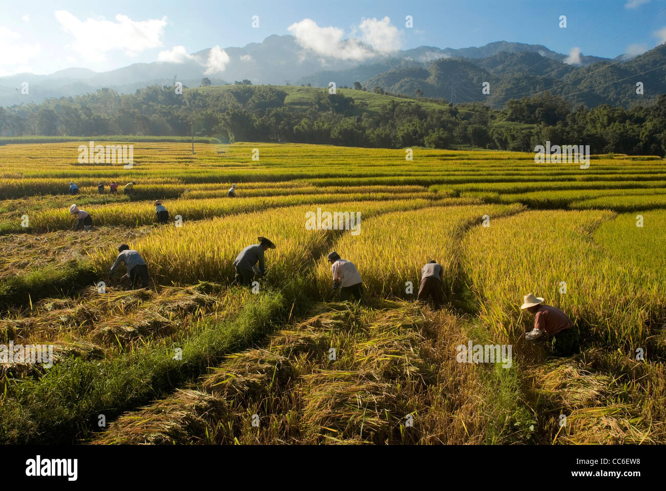 Jingpo gente recogiendo arroz asiático, Yingjiang, Dehong, Yunnan, China Foto de stock