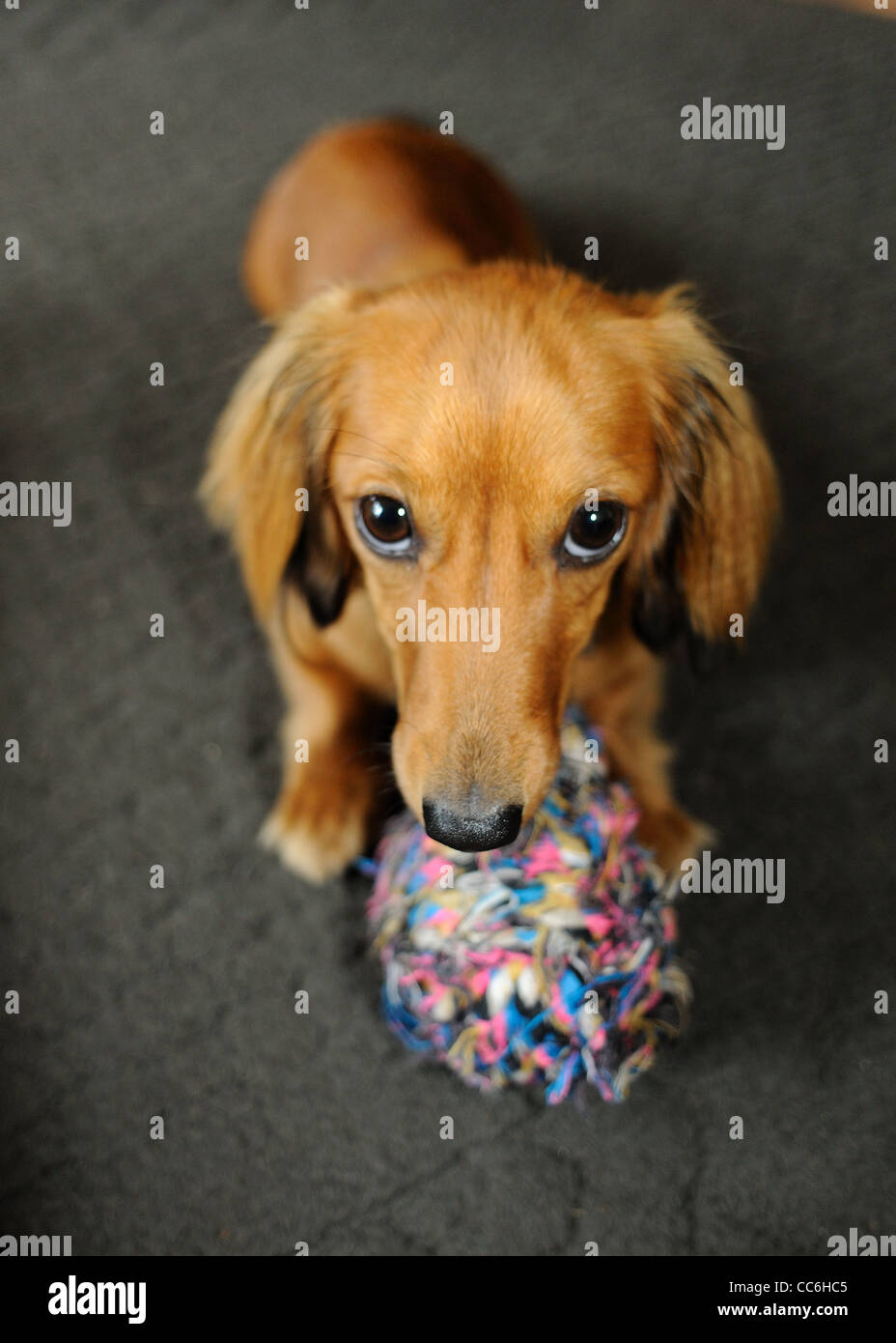 Cachorro jugando con un balón. Foto de stock