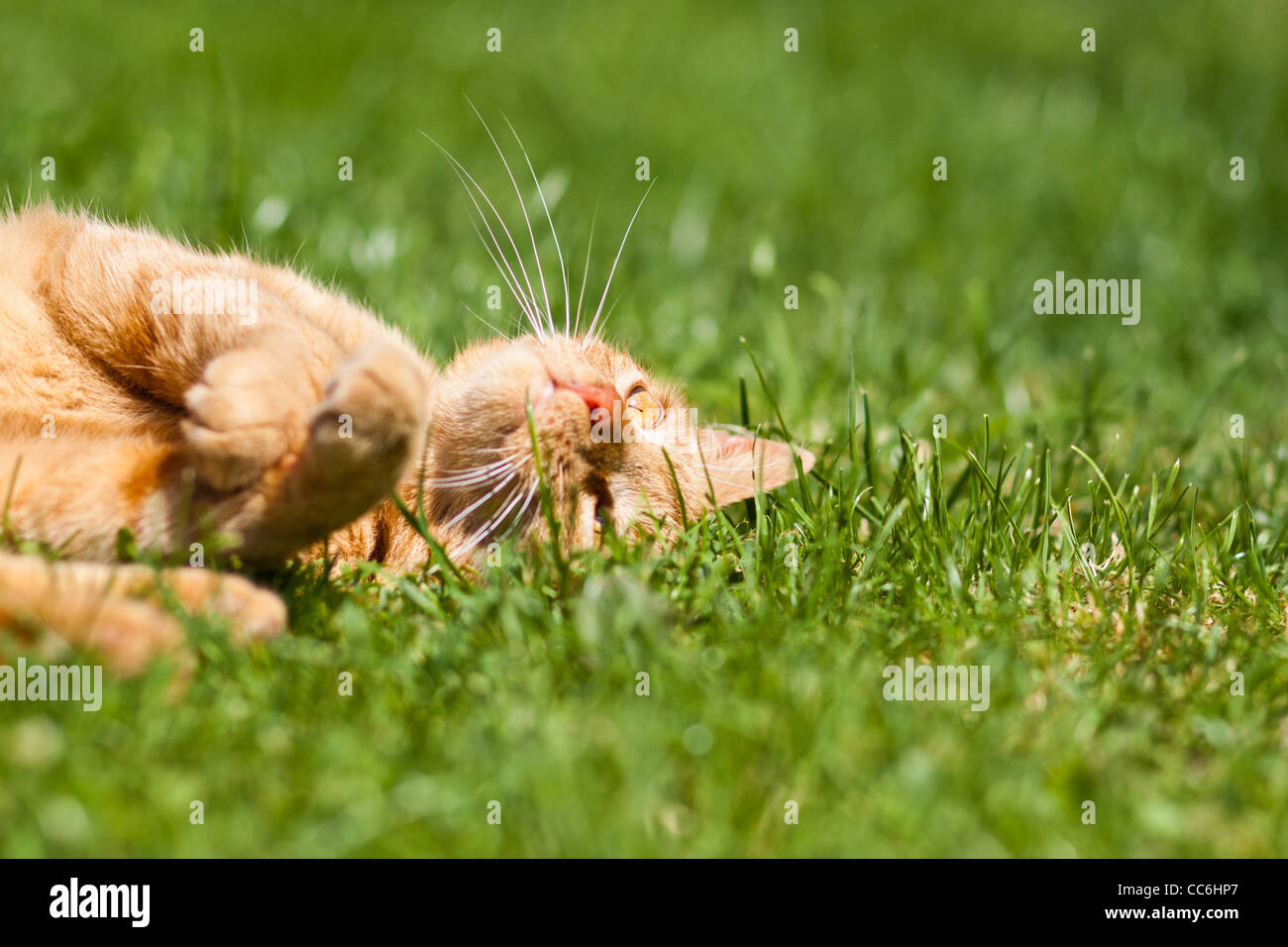 El jengibre cat sobre el césped Foto de stock