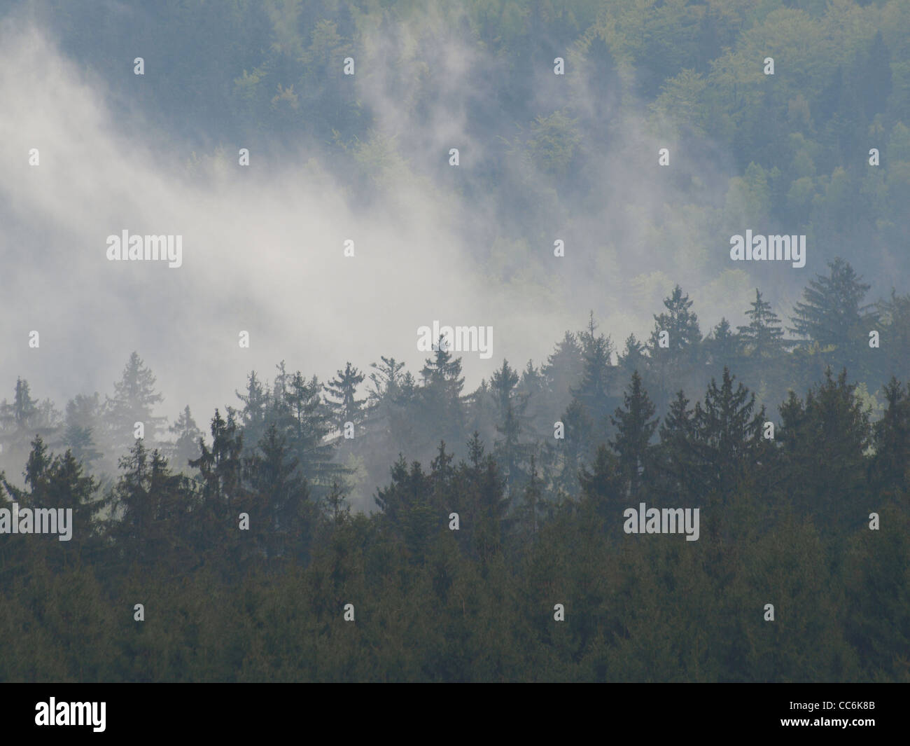 La madera envuelta en la niebla después de la lluvia / Wald en Nebel, nach gehüllt Regen Foto de stock