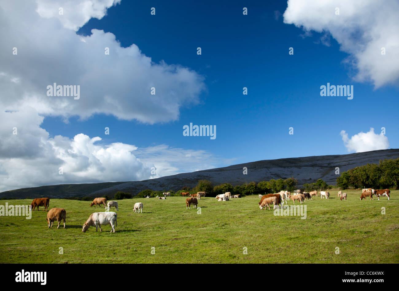 El pastoreo de ganado en un campo, el Burren, en el condado de Clare, Irlanda. Foto de stock
