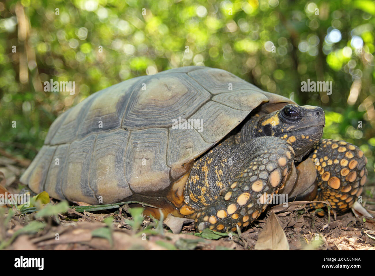 Patas amarillo Amazon Tortuga (Geochelone denticulata) en el medio  silvestre en la amazonía peruana Fotografía de stock - Alamy