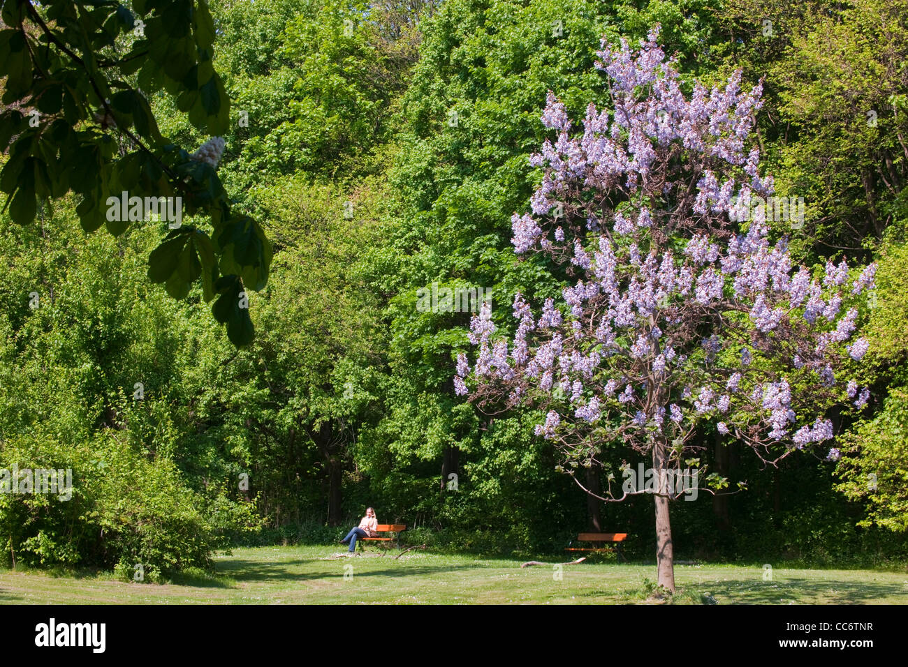 Österreich, Wien II, Prater, mit blühenden Bäumen im Frühling. Foto de stock