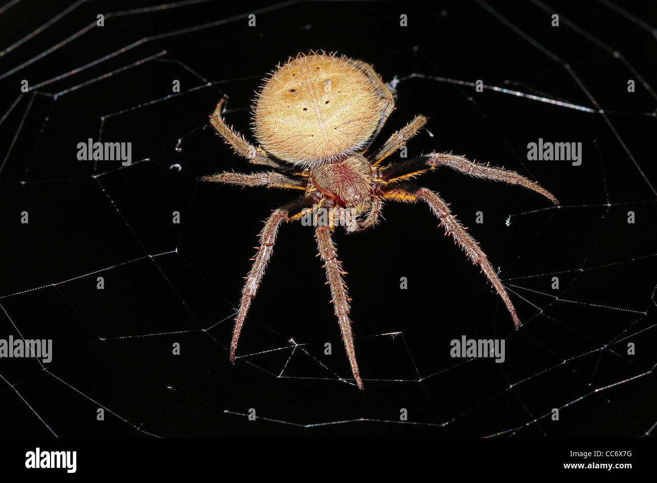 Black spider in amazon rainforest fotografías e imágenes de alta resolución  - Alamy