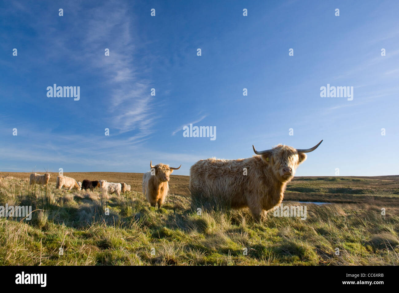 Highland vaca Foto de stock