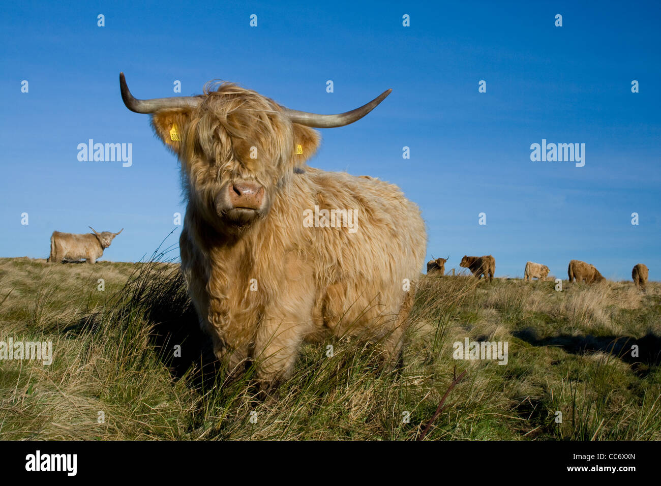 Highland vaca Foto de stock