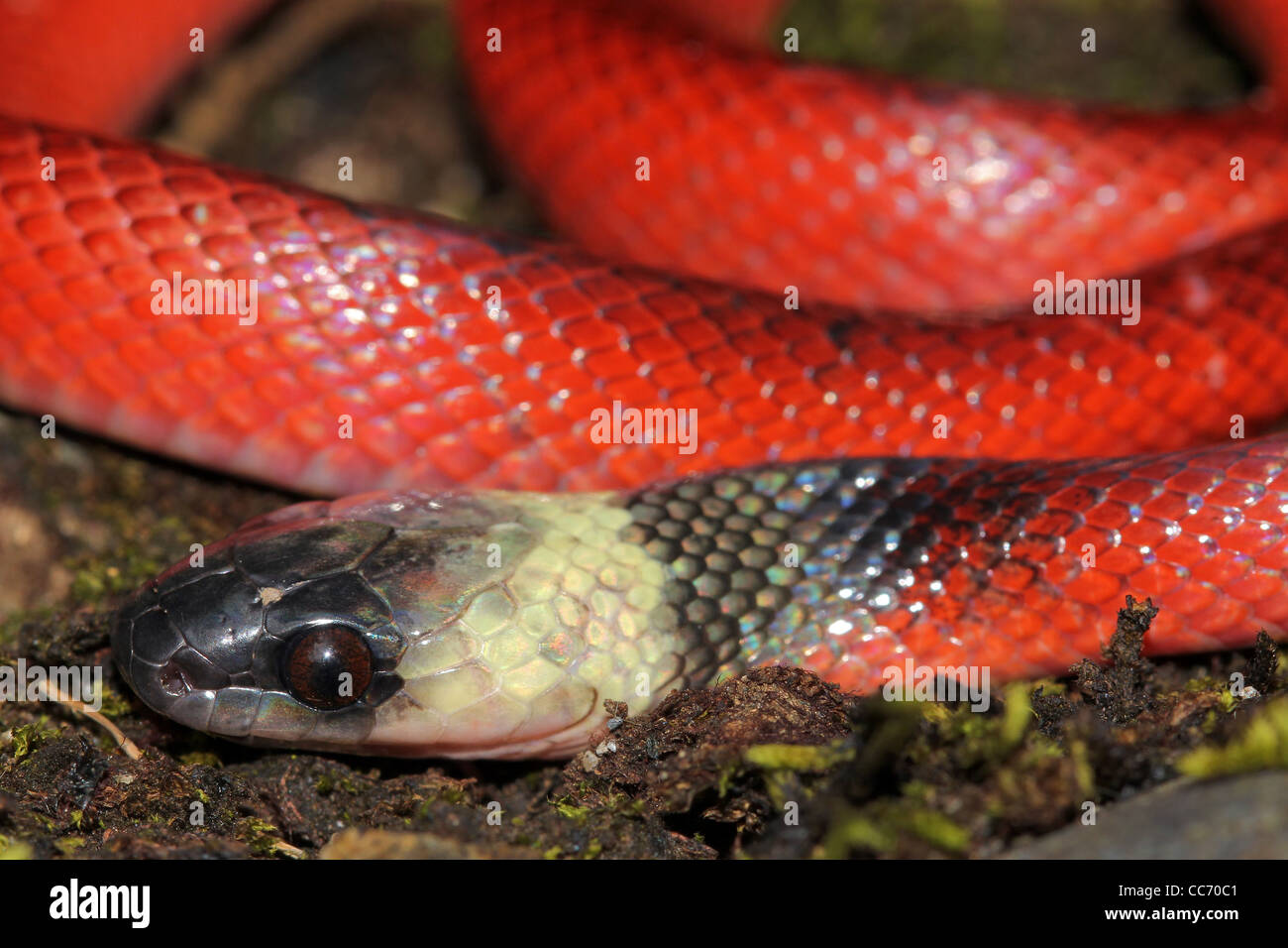 Un rojo brillante juvenil Serpiente (Clelia Clelia clelia) en la Amazonia Peruana Foto de stock