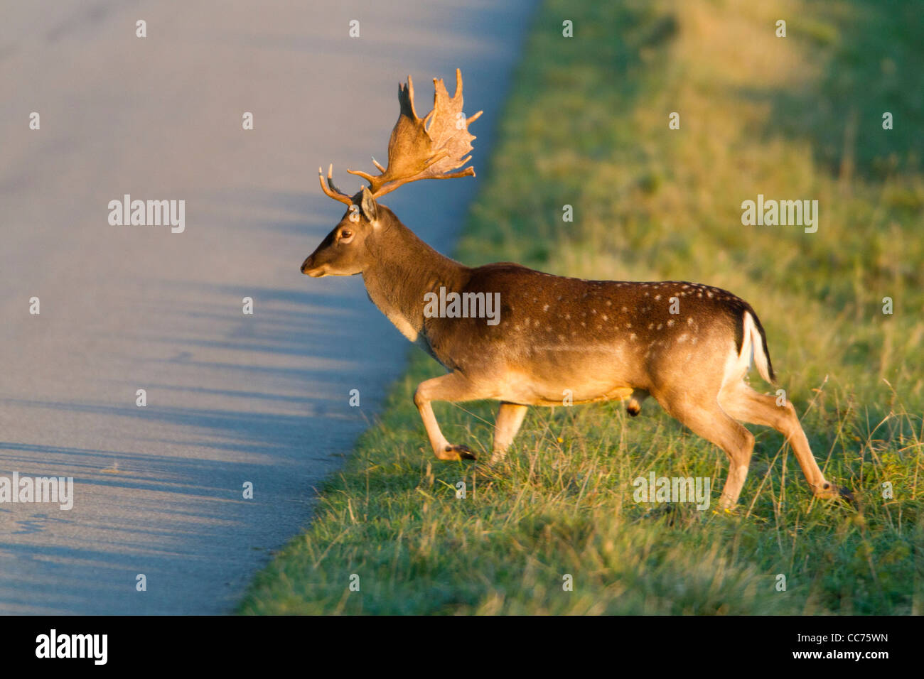El gamo (Dama dama), Buck Crossing Road, Royal Deer Park, Klampenborg, Copenhague, Sjaelland, Dinamarca Foto de stock