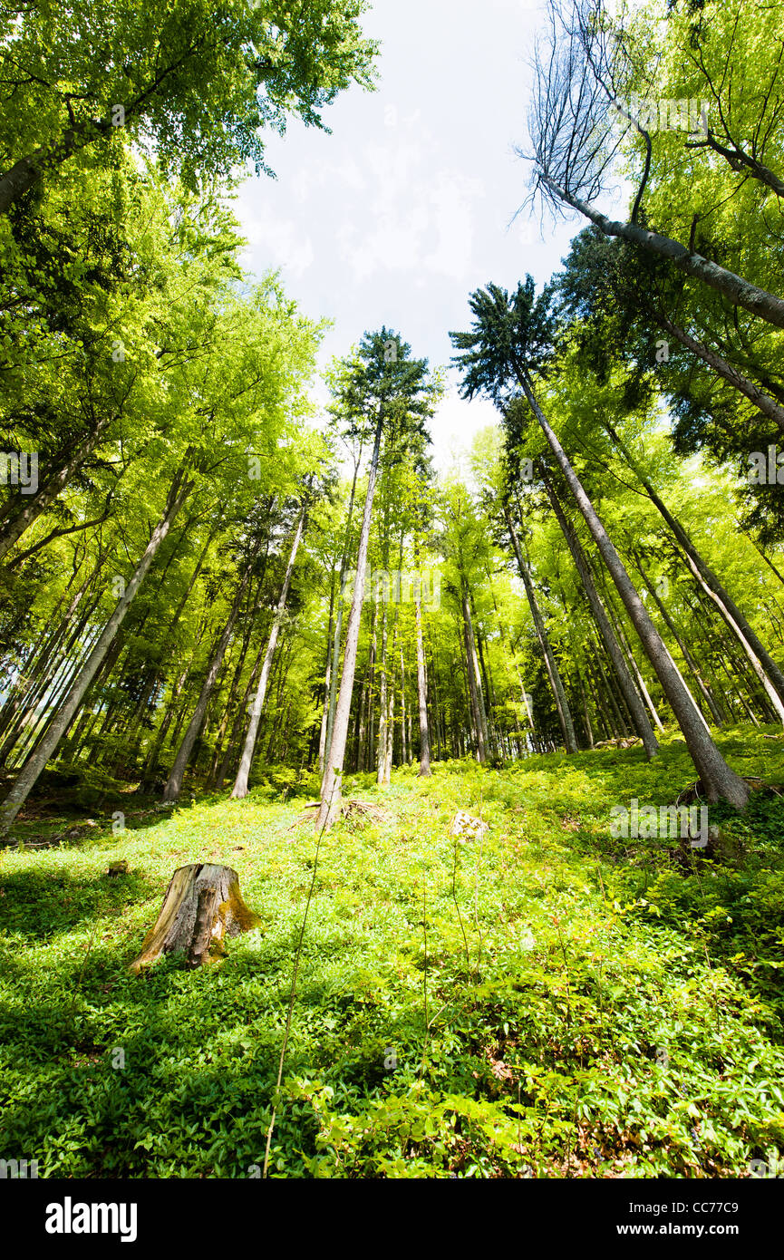 Amplio ángulo de visión de un colorido bosque de primavera Foto de stock