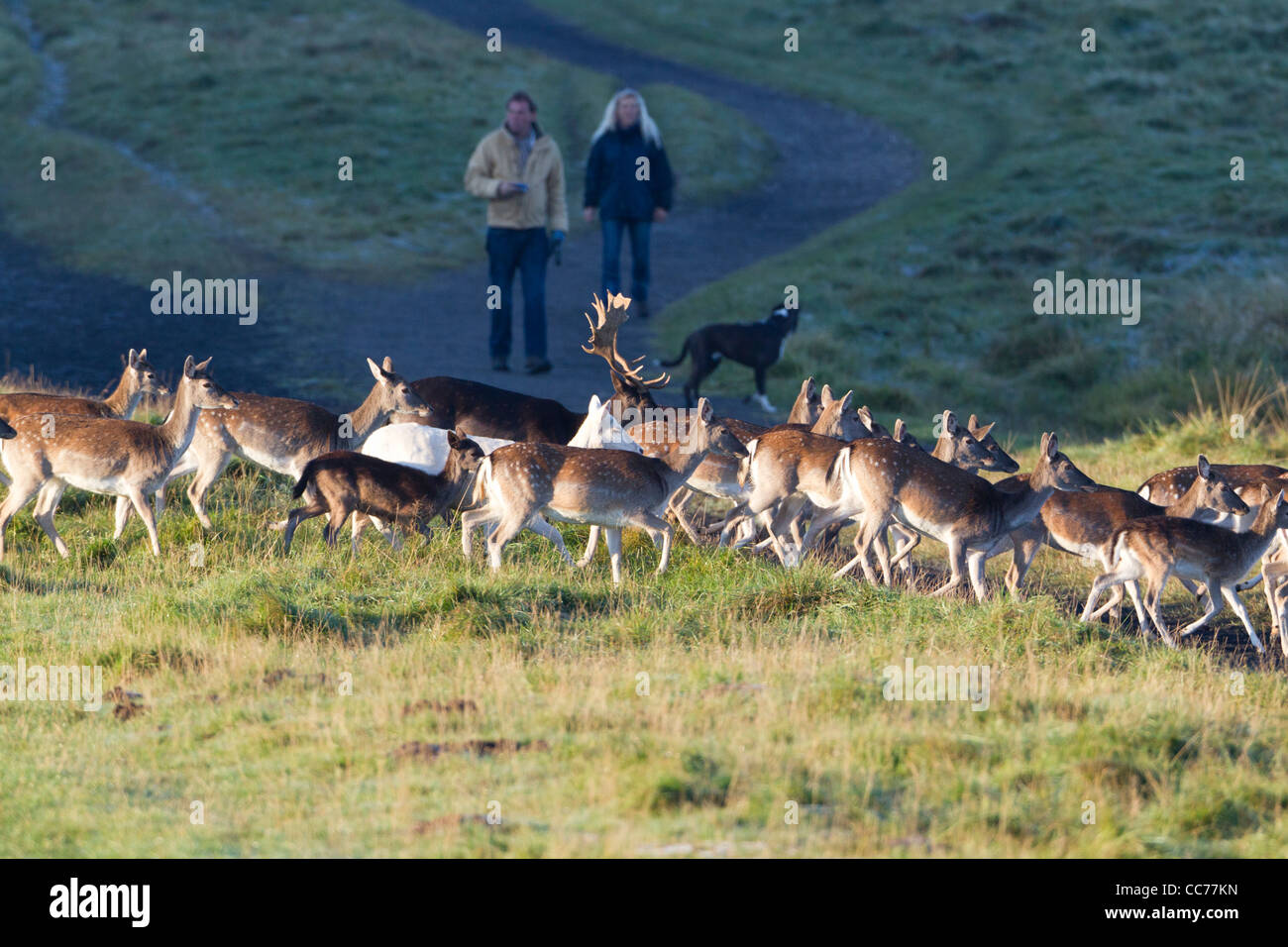 El gamo (Dama dama), rebaño huyendo del pueblo y perro, Royal Deer Park, Klampenborg, Copenhague, Sjaelland, Dinamarca Foto de stock