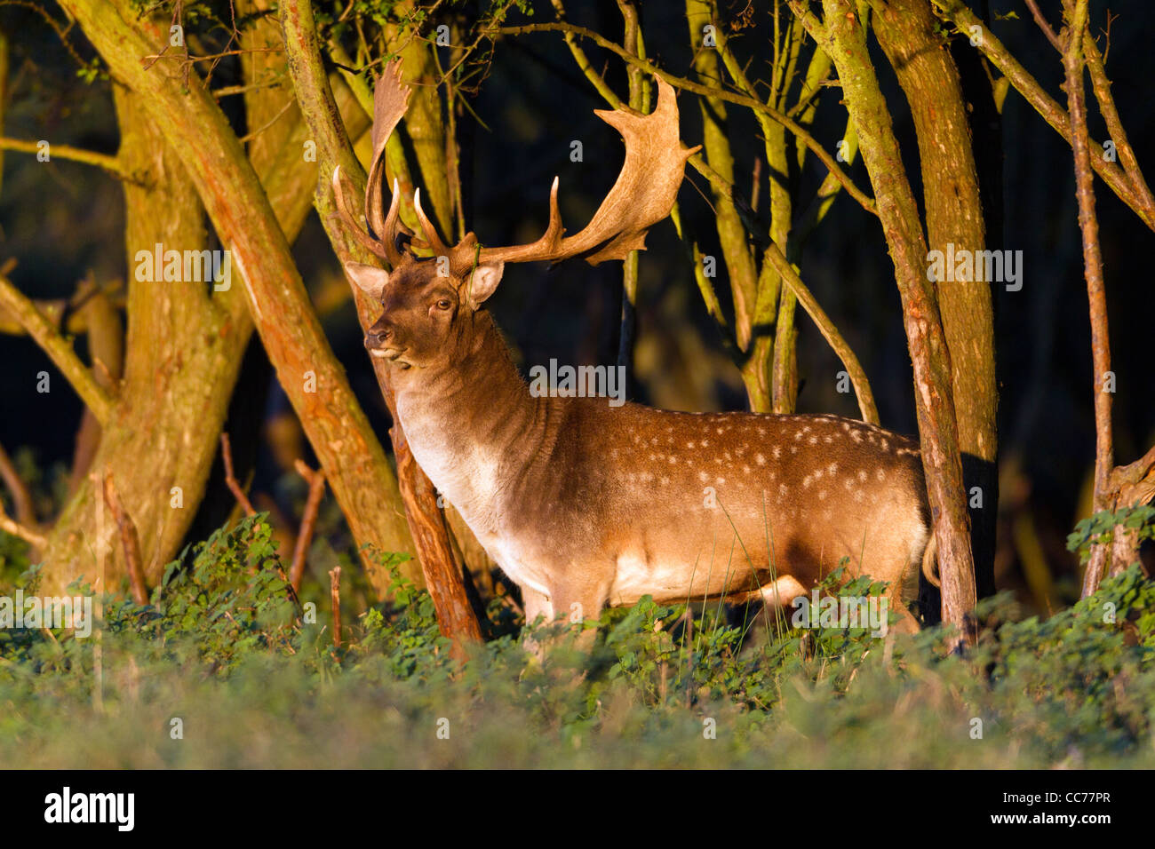 El gamo (Dama dama), Buck al borde de madera durante la rutina, Royal Deer Park, Klampenborg, Copenhague, Sjaelland, Dinamarca Foto de stock