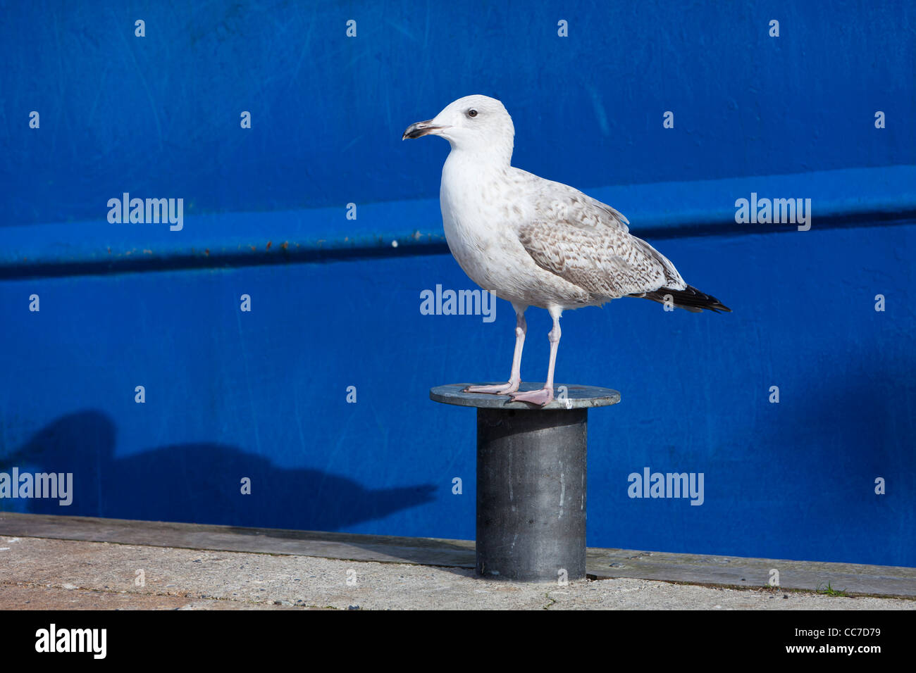 Seagull, descansando ion Point, en el puerto de amarre, Gillelije, Sjaelland, Dinamarca Foto de stock