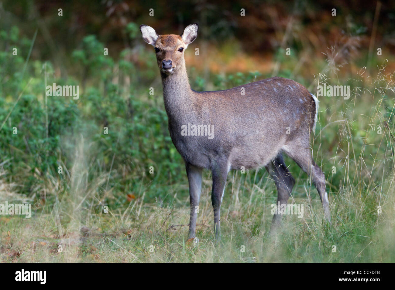 Ciervo Sika (Cervus nippon), Hind, Royal Deer Park , Klampenborg, Copenhague, Sjaelland, Dinamarca Foto de stock