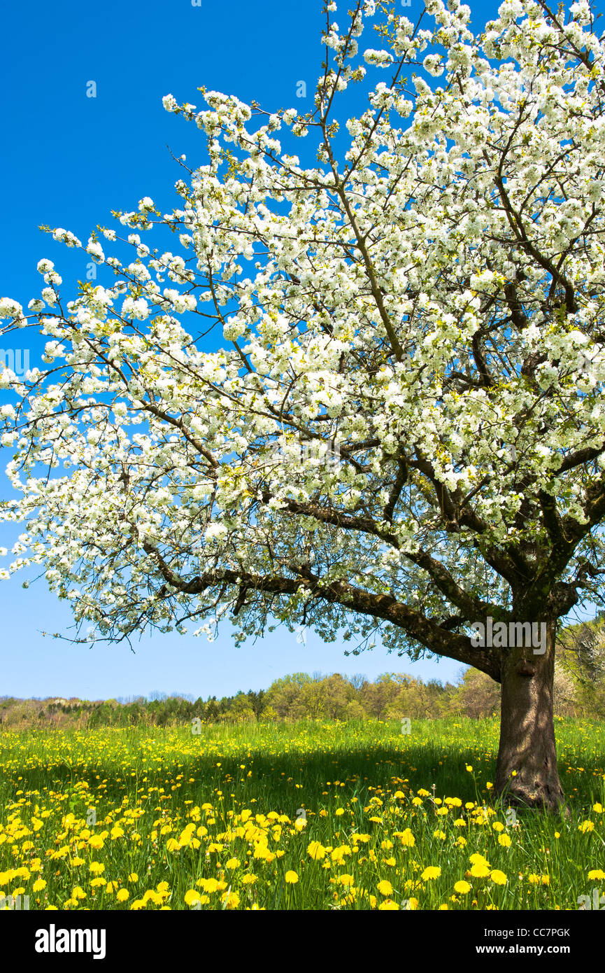 Árbol florecen en primavera en la pradera rural Foto de stock