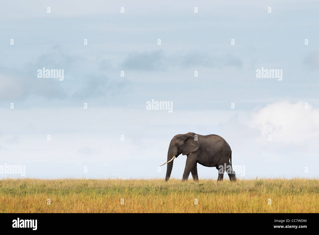 Los elefantes africanos, Reserva Nacional de Masai Mara, Kenya Foto de stock