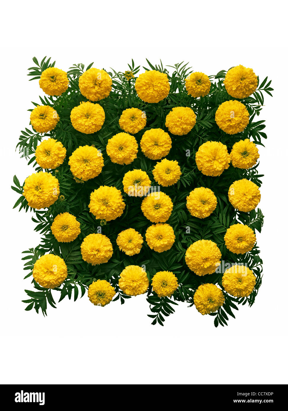 Las Caléndulas en el cuadrado, arreglos florales Fotografía de stock - Alamy
