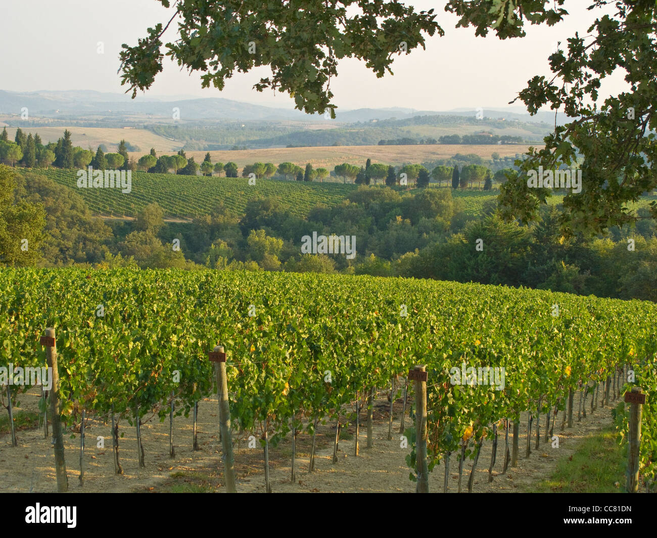 Un viñedo en Monte Vibiano Vecchio, en la provincia de Perugia, en Umbría, Italia, AGPix_1999 Foto de stock