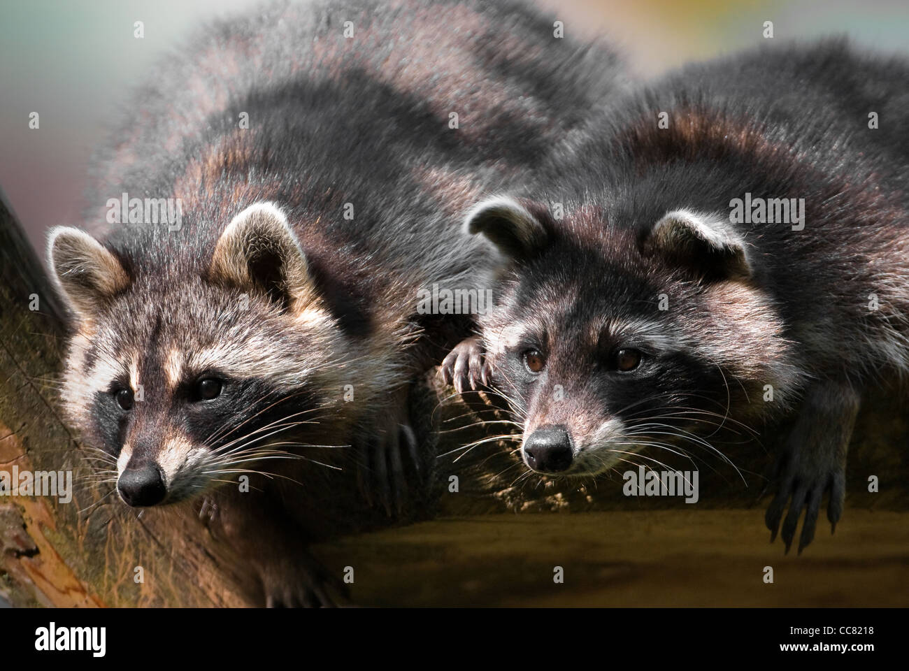 Dos curiosos mapaches (lat. Procyon lotor) mirando hacia abajo un árbol Foto de stock