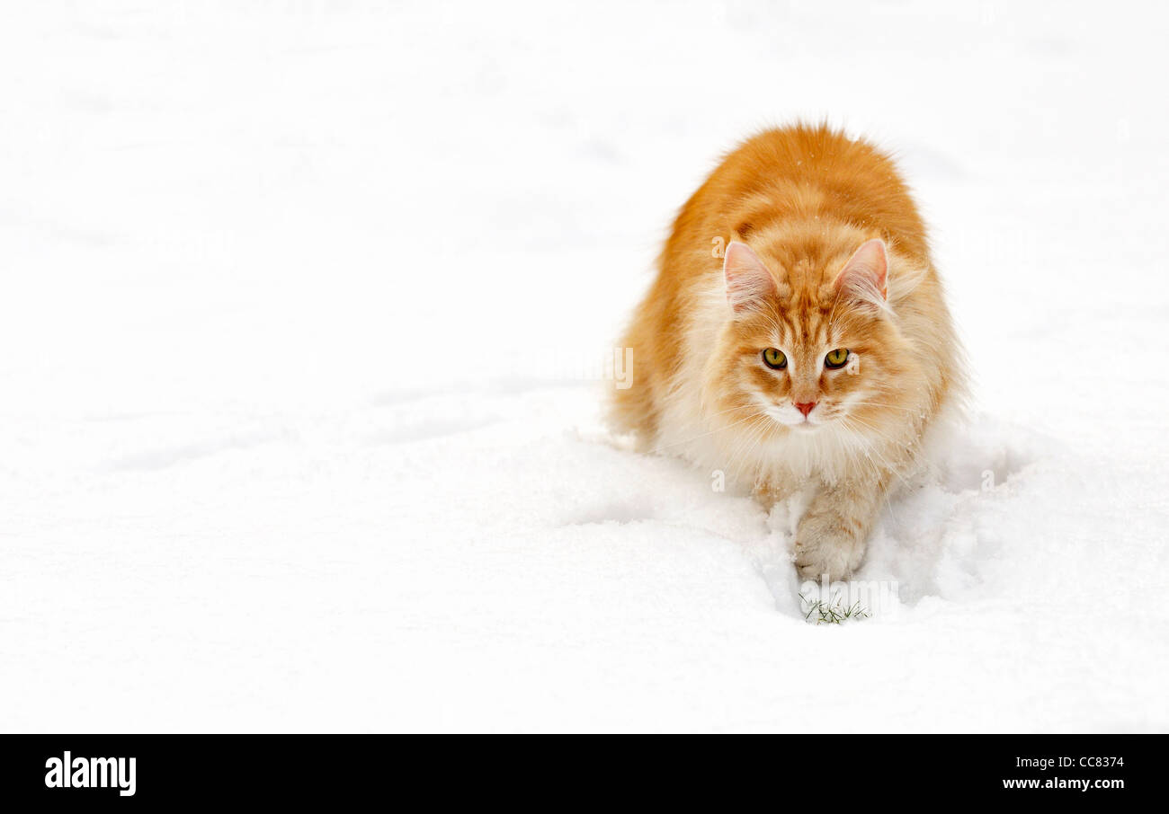 Norwegian Forest Cat (Felis catus) acechar presas en la nieve en invierno, los Países Bajos Foto de stock