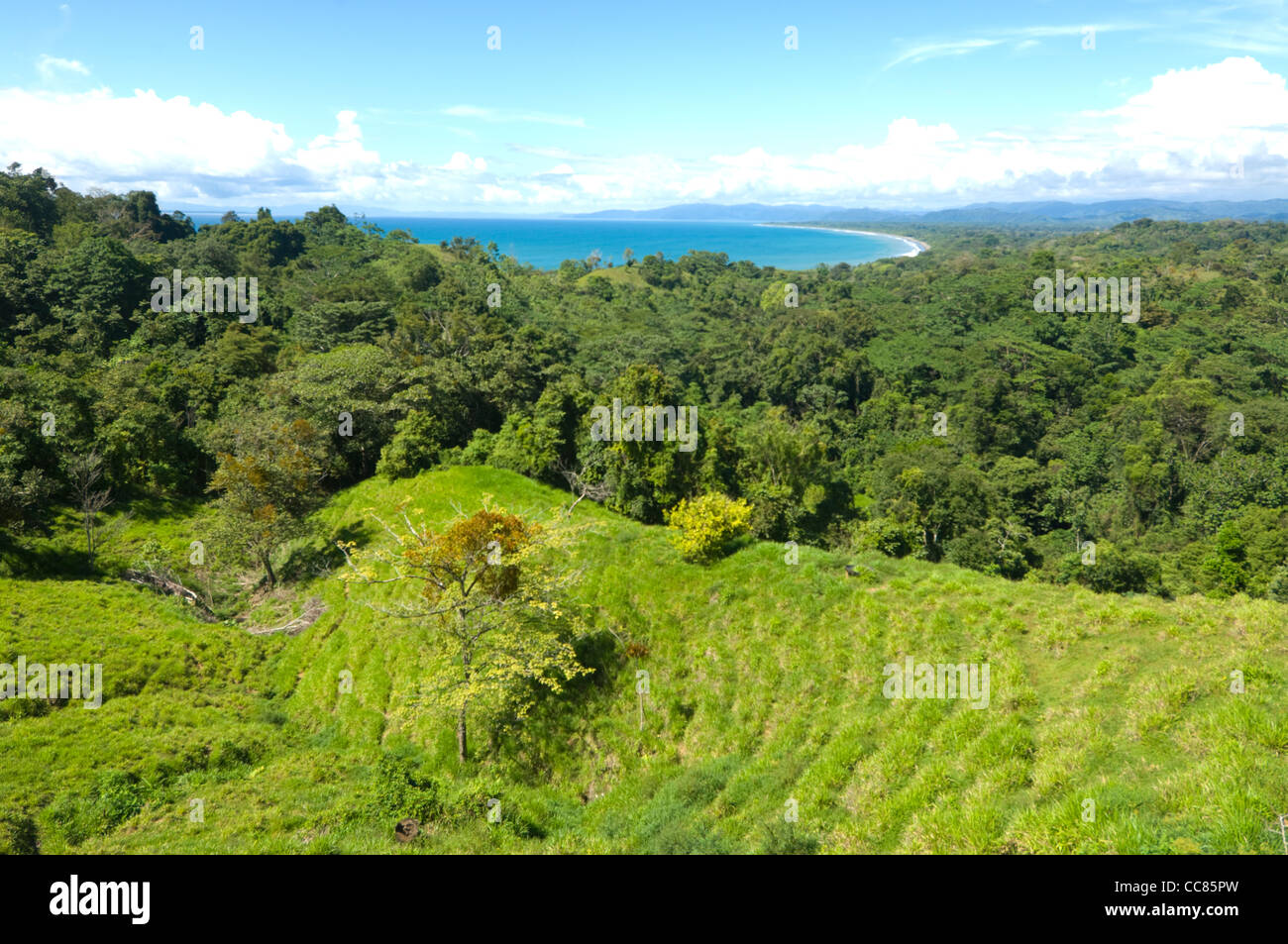 Parte de la selva tropical de tierras bajas de la provincia de Puntarenas Costa Rica Foto de stock