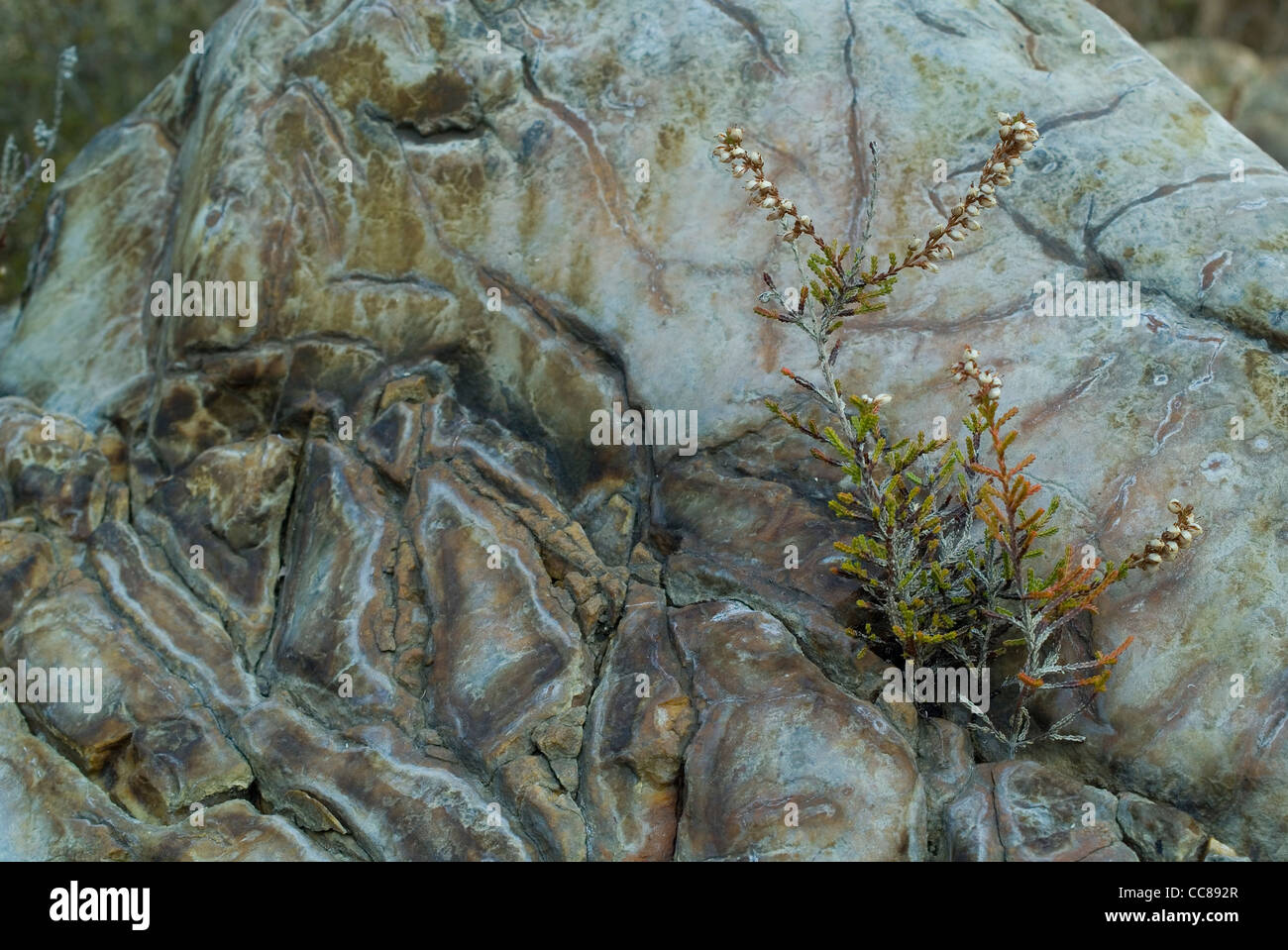 Comunes de brezo (Calluna vulgaris) en el duro ambiente rocoso Foto de stock