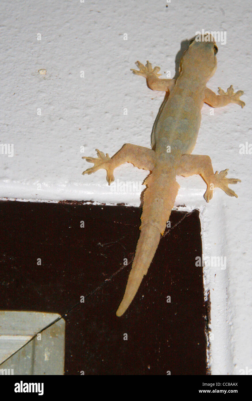 Una pequeña lagartija en una pared. Sukhothai, Tailandia. Foto de stock