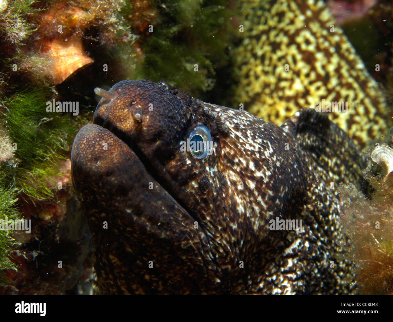 Anguilas Morenas Gigantes En El Mar Rojo Fotografia De Stock Alamy
