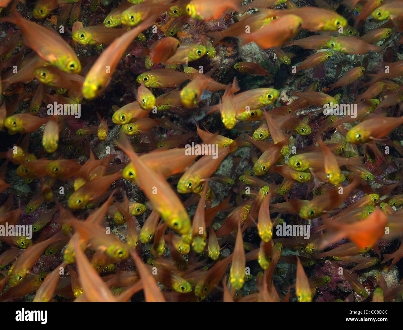 Escuela de peces de cristal en el mar rojo. Foto de stock