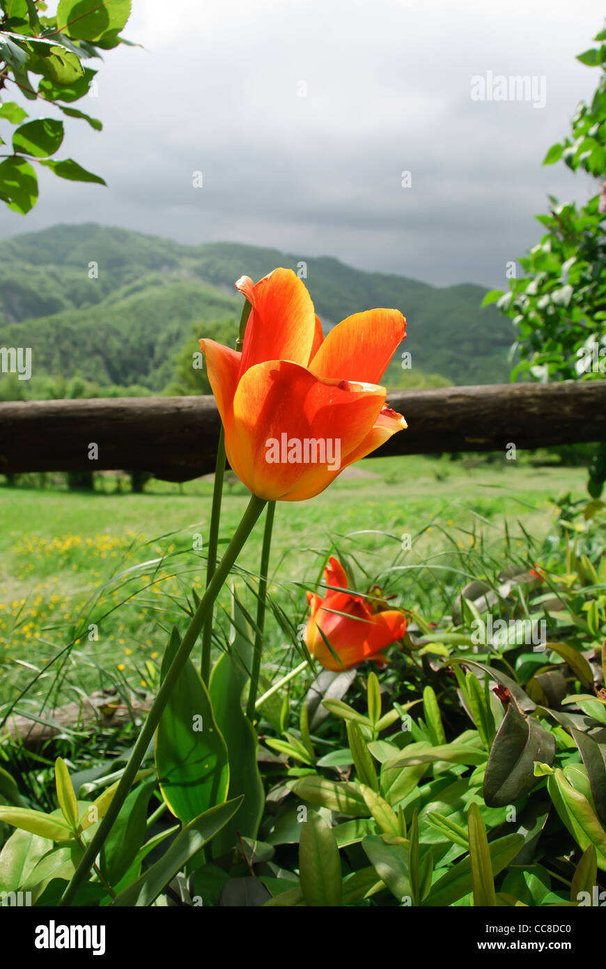 Foto de un tulipán con fondo de montaña Fotografía de stock - Alamy