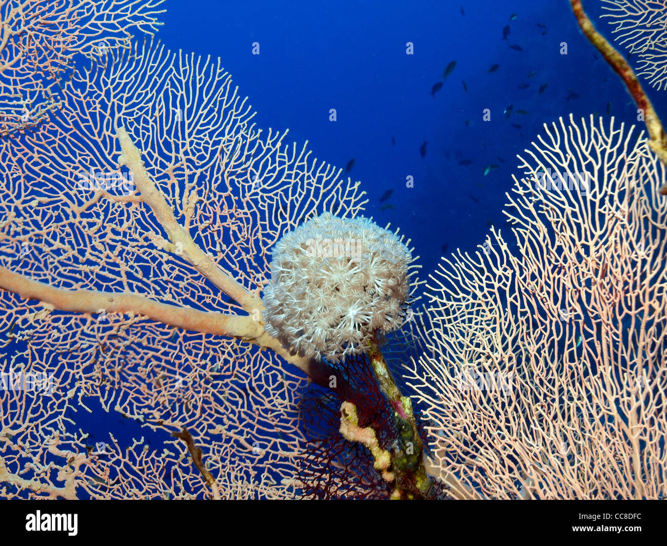 Coral blando en el arrecife de coral del Mar Rojo. Foto de stock