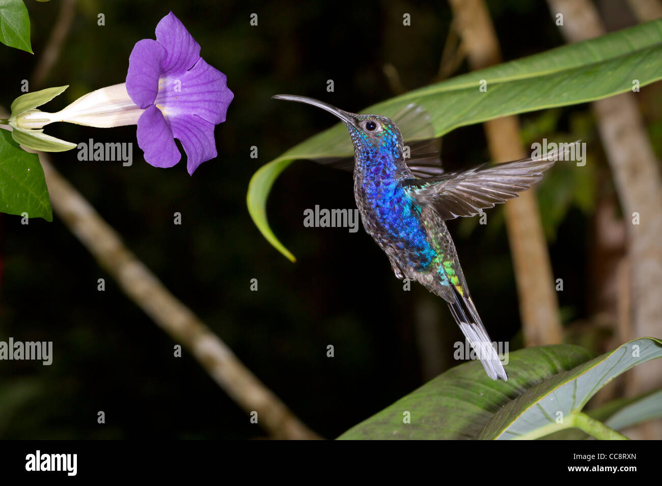 Violet sabrewing masculina (Campylopterus hemileucurus) en Monteverde, Puntarenas (Costa Rica). Foto de stock