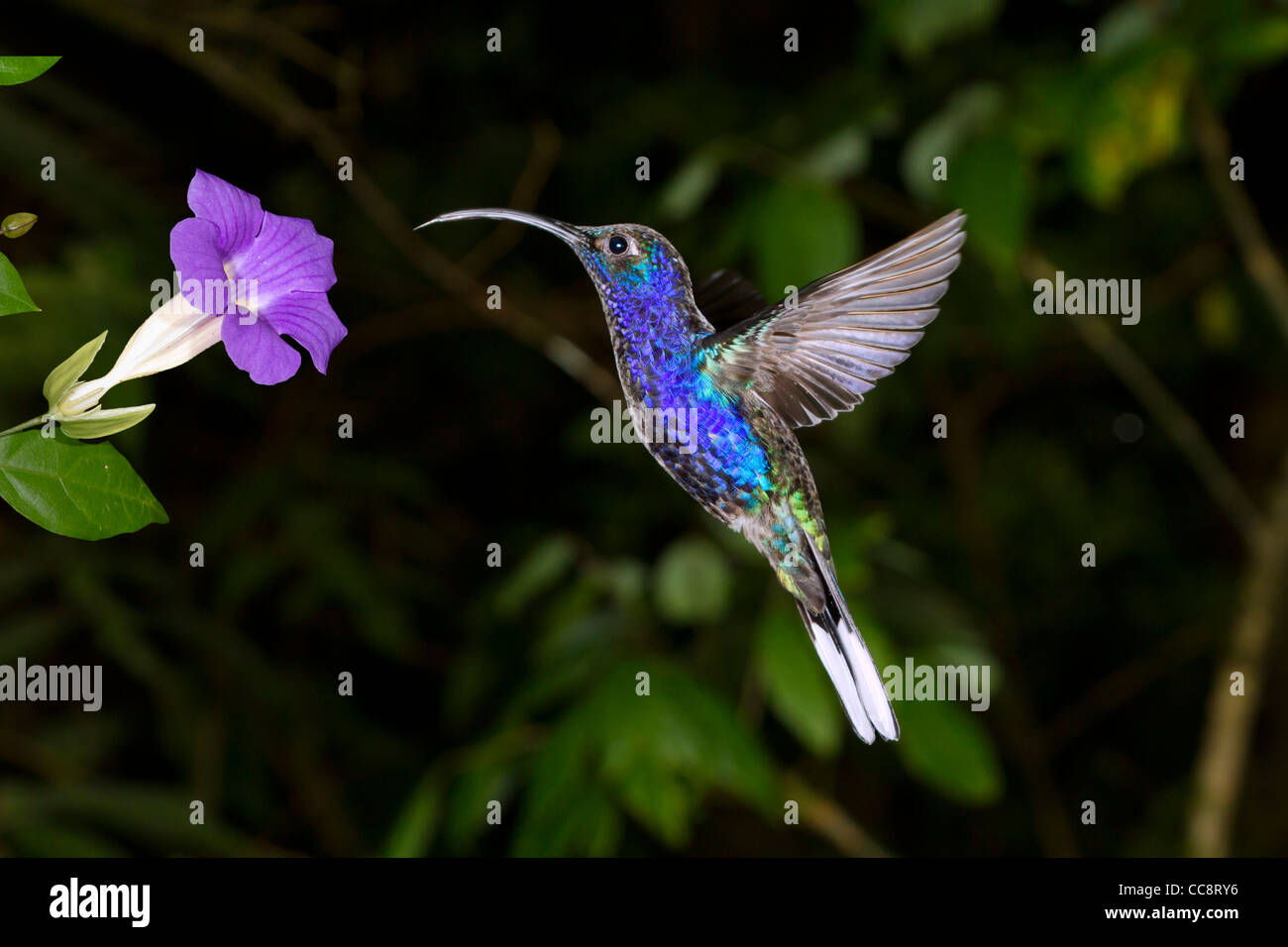 Violet sabrewing masculina (Campylopterus hemileucurus) en Monteverde, Puntarenas (Costa Rica). Foto de stock