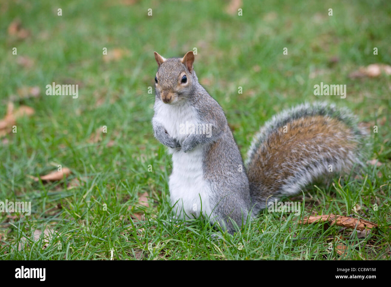 Ardilla gris en el Greenwich Park Foto de stock