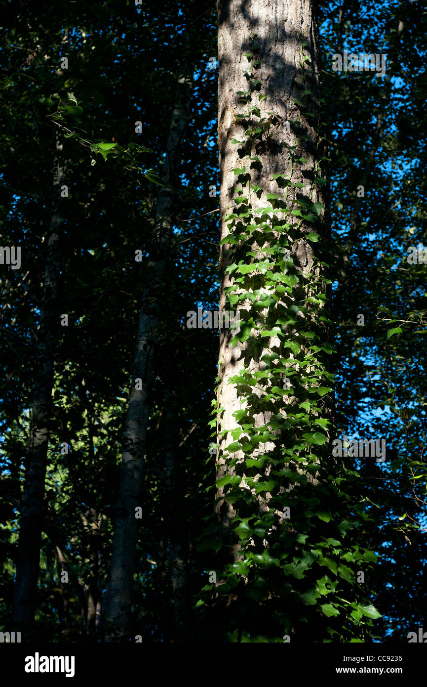 Árbol con hojas verdes de la planta parásito Foto de stock