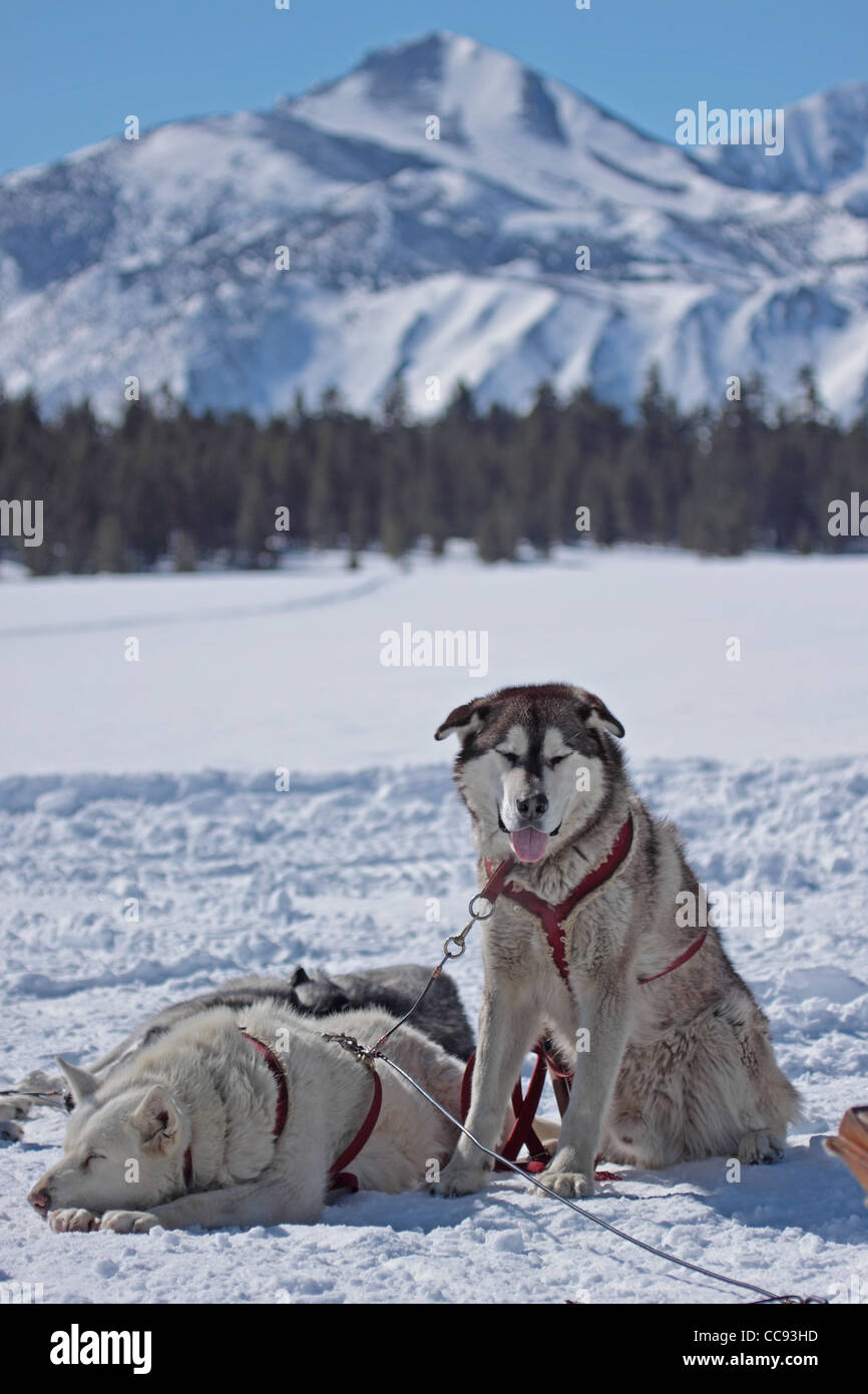 Equipo de perros de trineo en Sierra Nevada, California, EE.UU Fotografía  de stock - Alamy