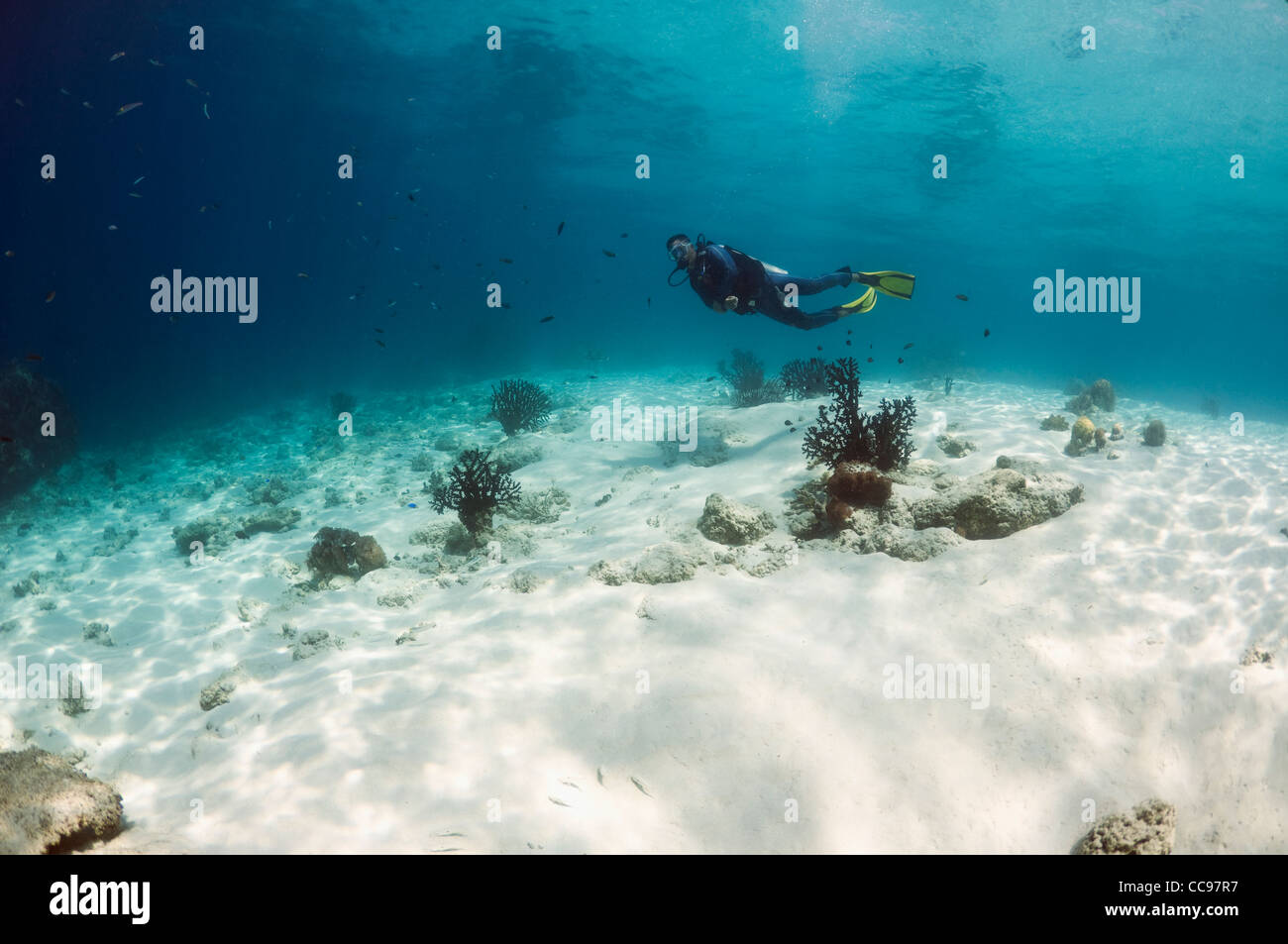 Buzo masculino natación sobre fondo arenoso en arrecifes poco profundos. El Parque Nacional de Komodo (Indonesia). Foto de stock