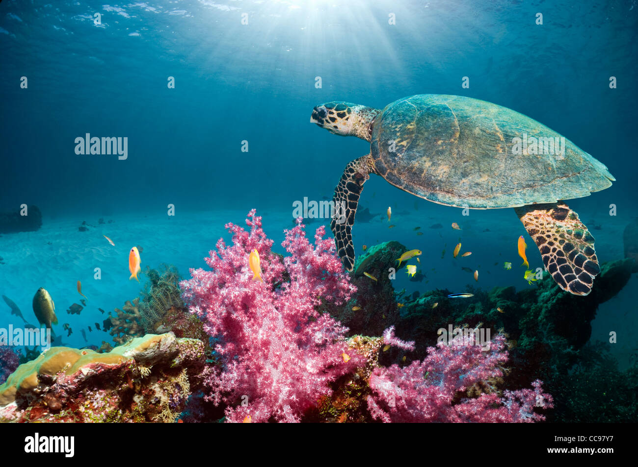 La tortuga carey (Eretmochelys imbricata) nadando en el arrecife de corales blandos. Mar de Andamán, Tailandia. Foto de stock