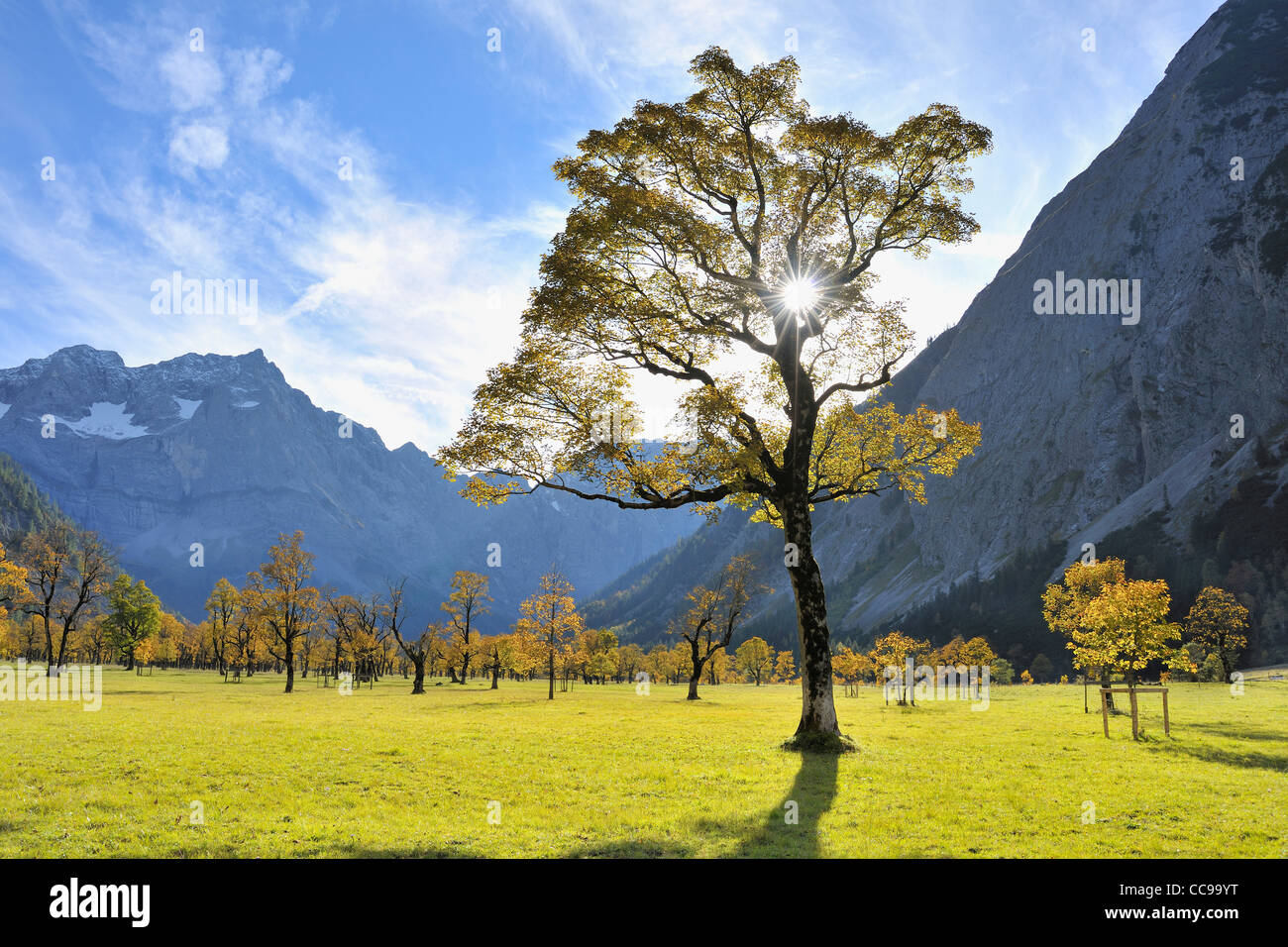 Árbol de arce en otoño, Grosser Ahornboden, Karwendel, Eng, Tirol, Austria Foto de stock