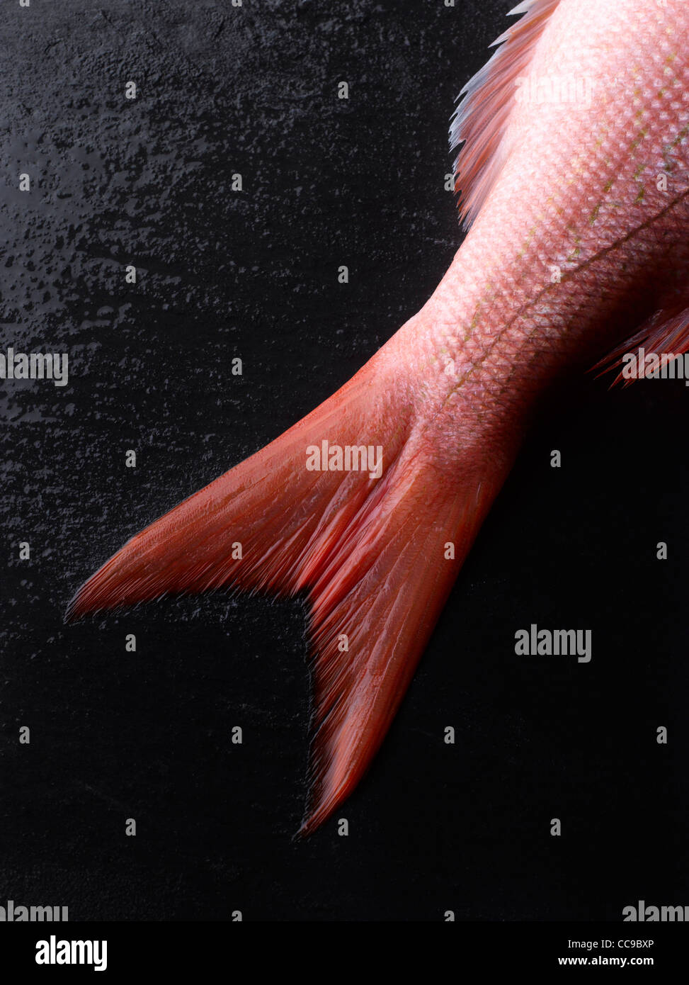 Cola de pescado fotografías e imágenes de alta resolución - Alamy