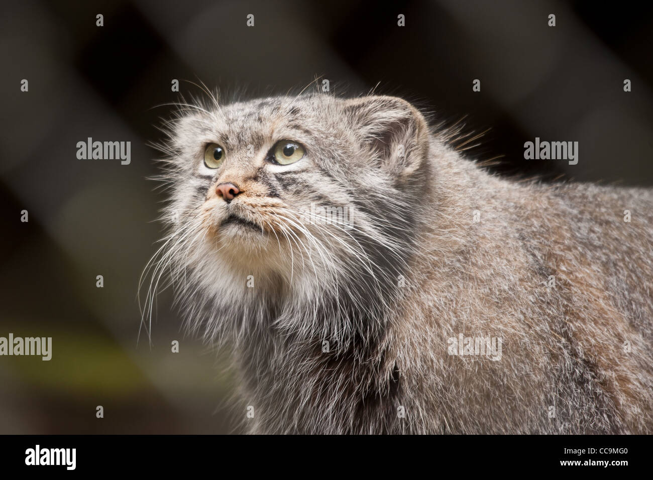 Del Gato de Pallas (Otocolobus manul) en cautiverio en un zoológico Foto de stock