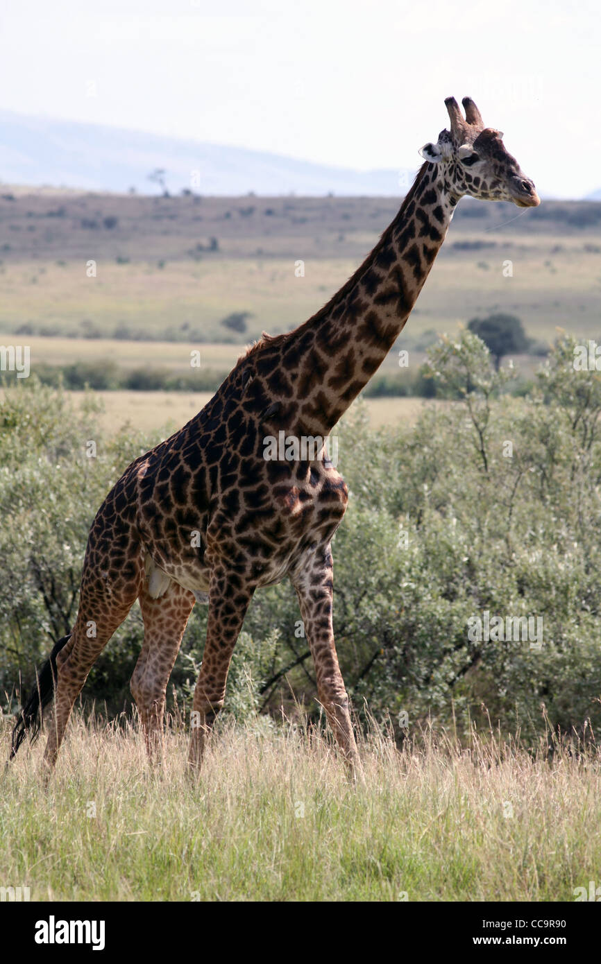 Una jirafa, Reserva Nacional de Masai Mara, Kenya, Africa Oriental. Foto de stock