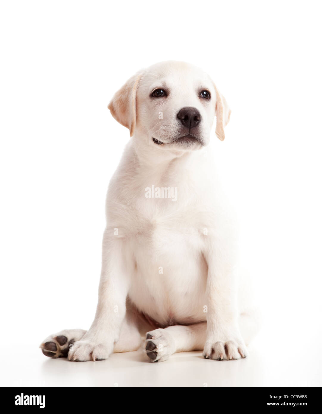 Hermoso cachorro Labrador retriever crema aislado sobre fondo blanco. Foto de stock