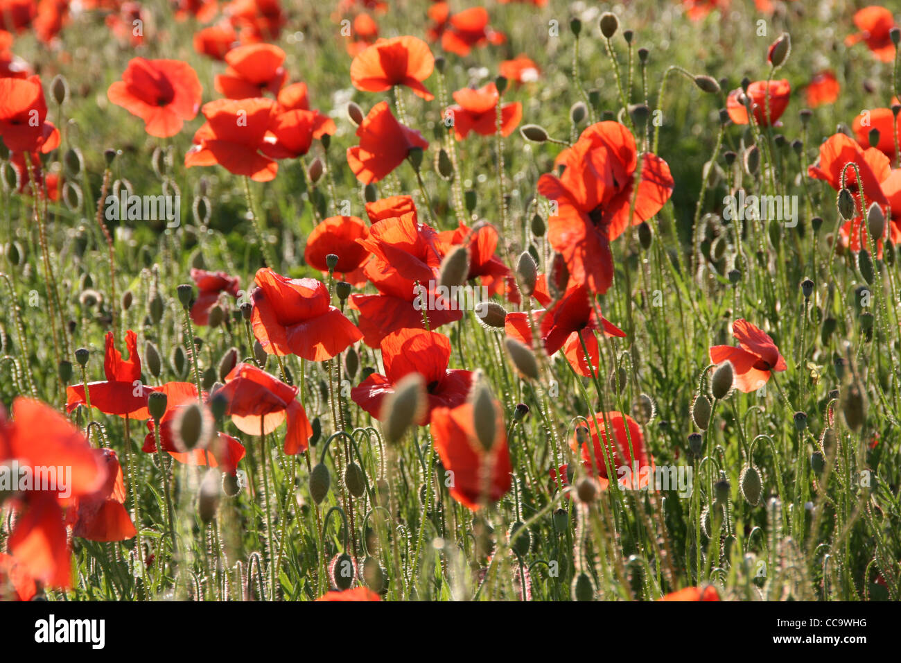 Campo de amapolas mostrando flores y cabezas de semillas retroiluminada por el sol. Foto de stock