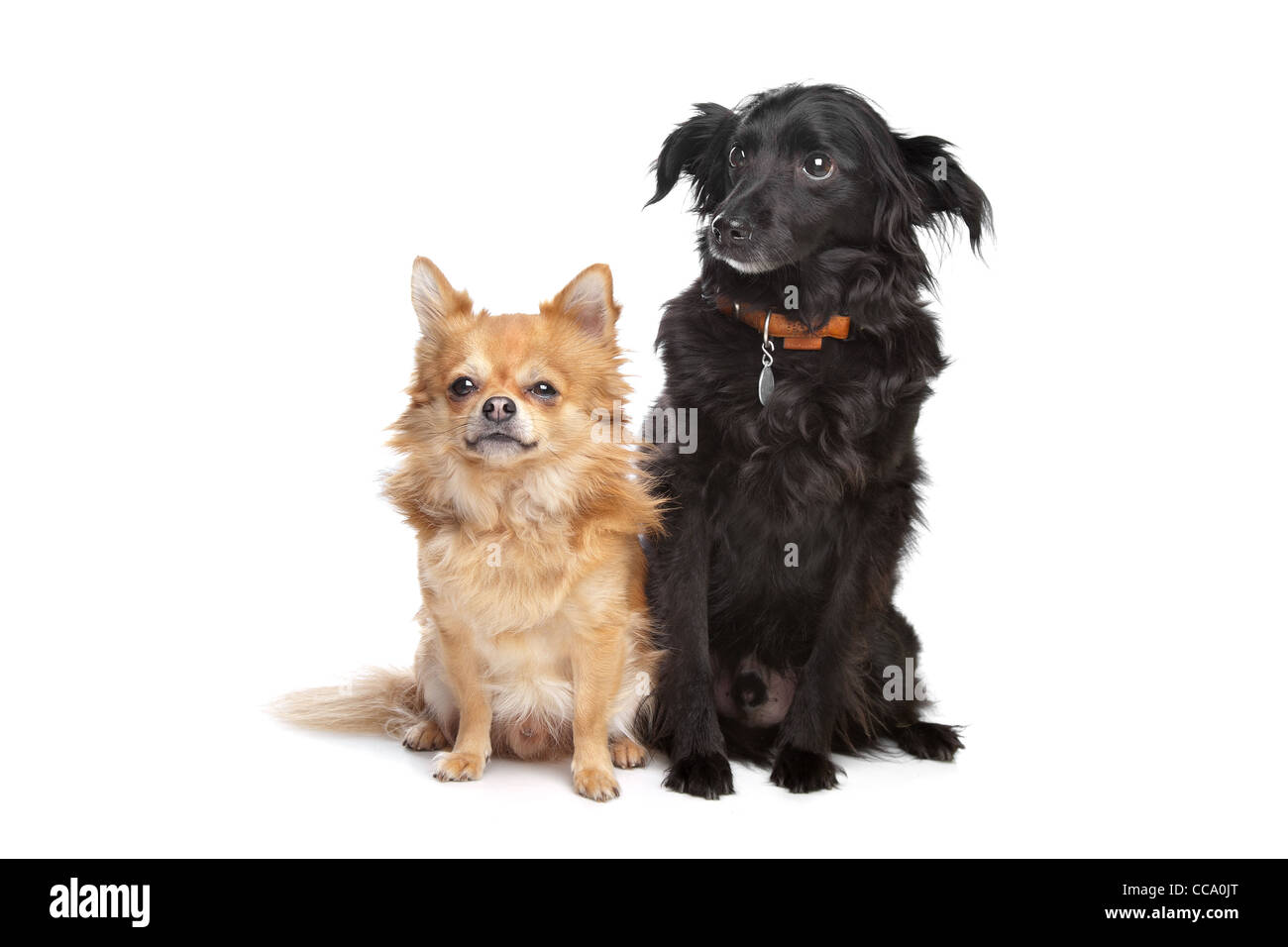 Chihuahua y un perro de raza mixta negro delante de un fondo blanco. Foto de stock