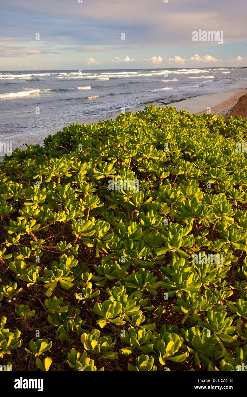 Nukolii Beach, también conocido como cocinas, Playa de Kauai, Hawaii. Foto de stock