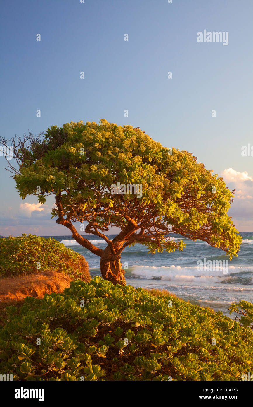 Nukoli'i Beach, también conocido como cocinas, Playa de Kauai, Hawaii. Foto de stock