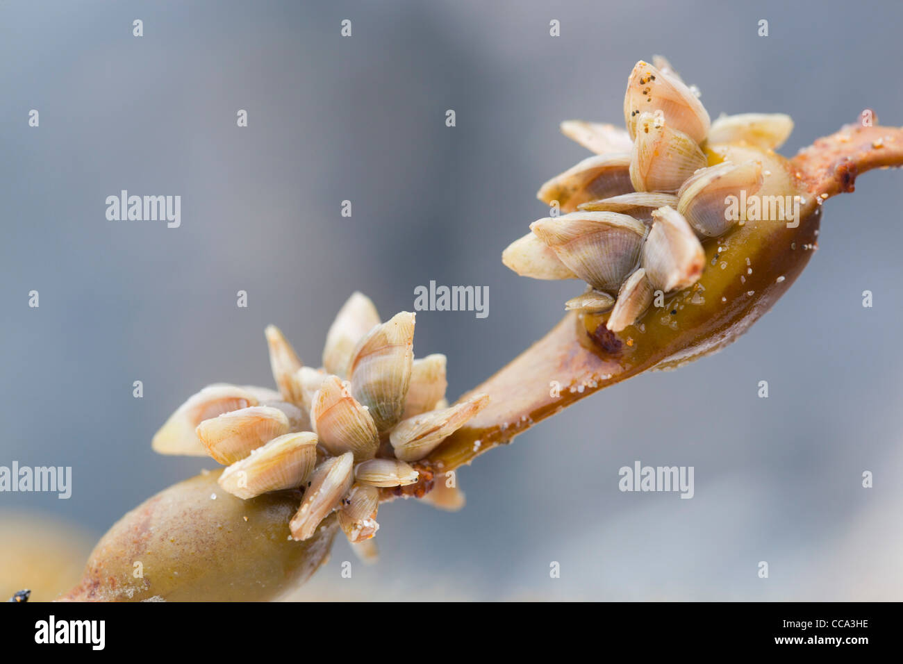 La boya percebes; Dosima fascicularis; algas; Cornwall; Reino Unido; el invierno Foto de stock