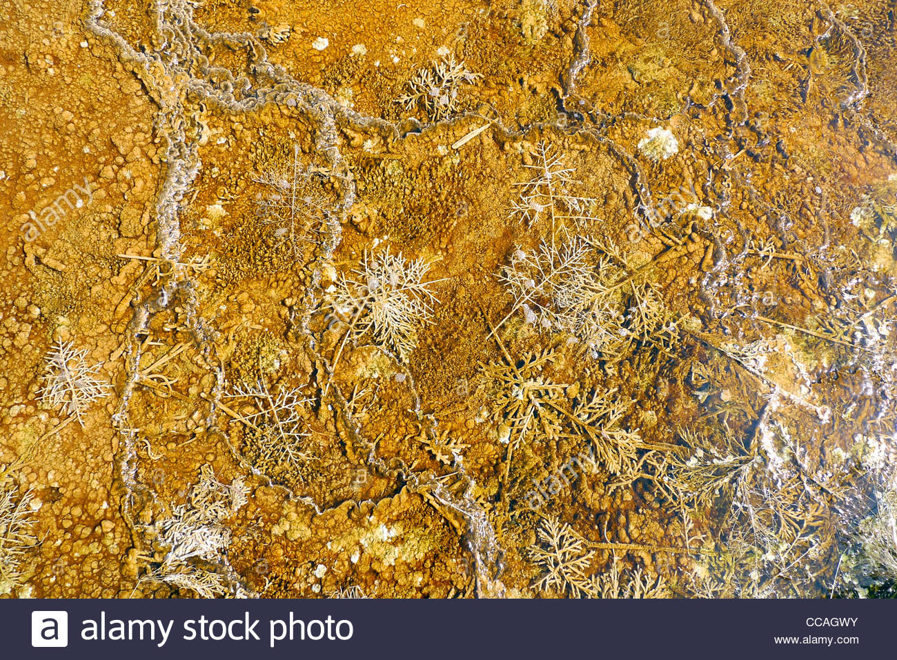Bacteriana Thermophylic mat en un flujo geotérmico, el Parque Nacional de Yellowstone, Sitio del Patrimonio Mundial de la UNESCO, Wyoming, Estados Unidos Foto de stock