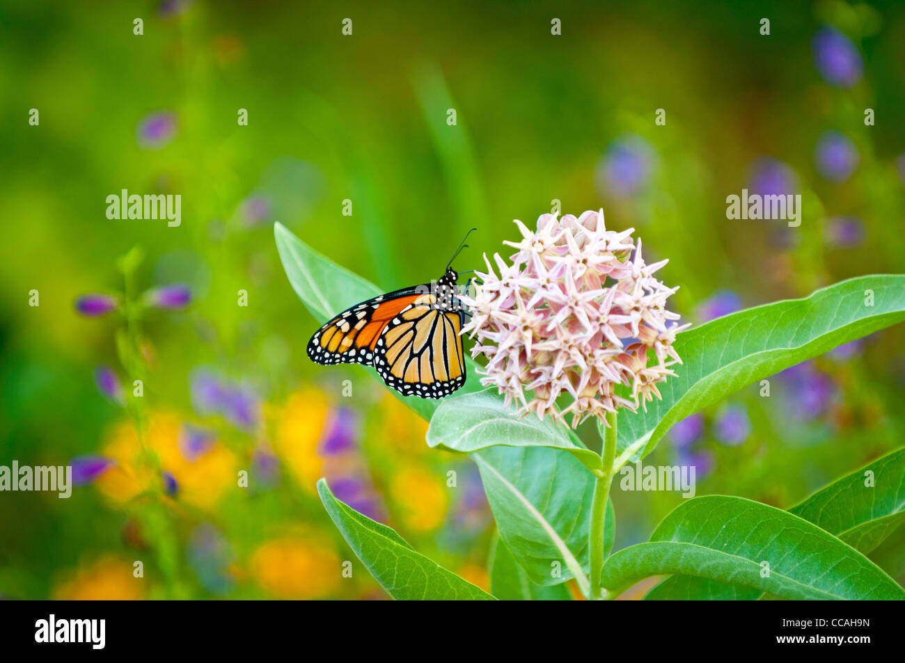 Mariposa Monarca sobre Asclepias florecen en el hábitat silvestre Foto de stock