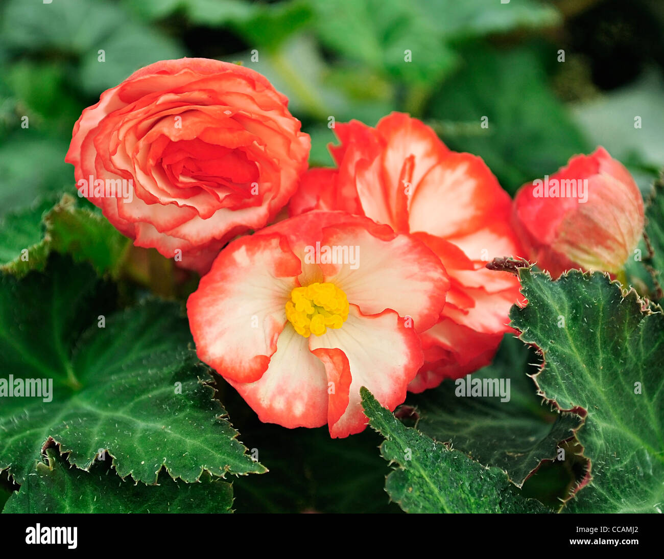 Begonia flower flora fotografías e imágenes de alta resolución - Alamy